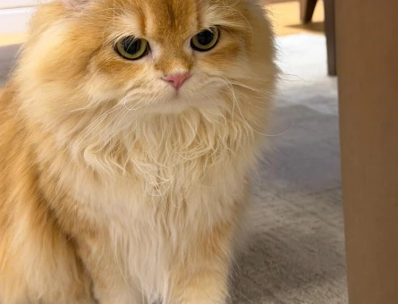 British longhair 1 Yaşında Kedim Eş Arıyor - 118981225