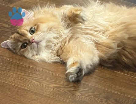 British longhair 1 Yaşında Kedim Eş Arıyor