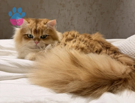 British longhair 1 Yaşında Kedim Eş Arıyor