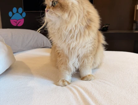 British longhair 1 Yaşında Kedim Eş Arıyor