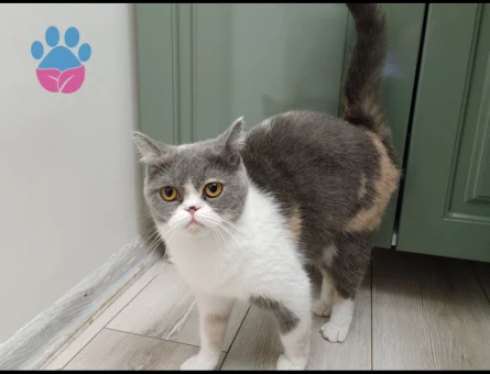 british shorthair ve iran kirmasi