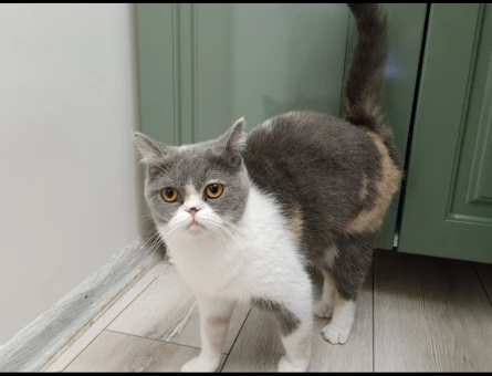 british shorthair ve iran kirmasi - 118981226