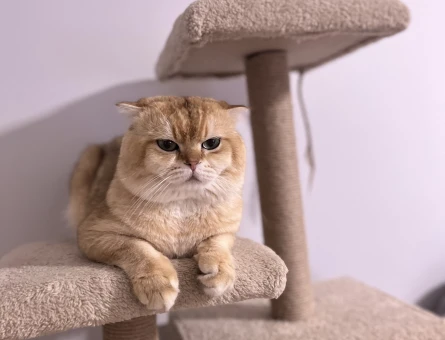 Scottish Fold Oğluma Eş Arıyorum - 118981227