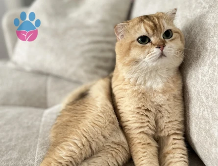 Scottish Fold Oğluma Eş Arıyorum