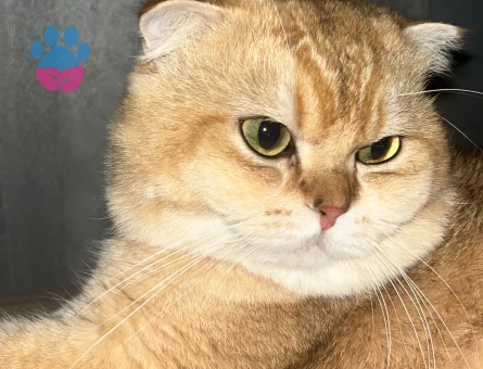 Scottish Fold Oğluma Eş Arıyorum