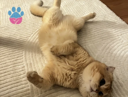 Scottish Fold Oğluma Eş Arıyorum