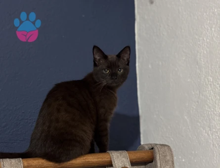 British kedimr Yakışıklı bir eş arıyoruz