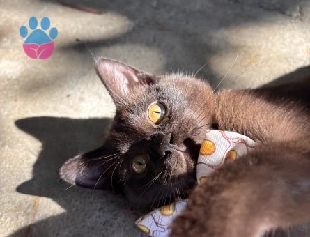 British kedimr Yakışıklı bir eş arıyoruz