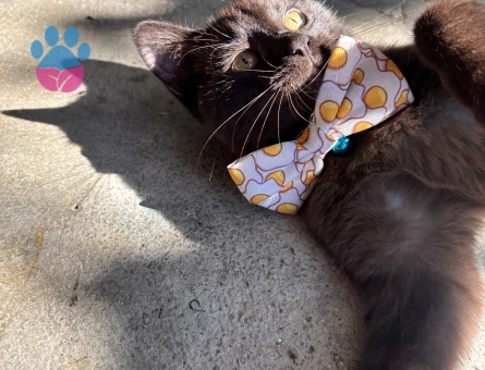 British kedimr Yakışıklı bir eş arıyoruz