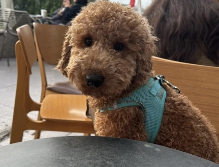 1 yaşında erkek poodle - 118981229