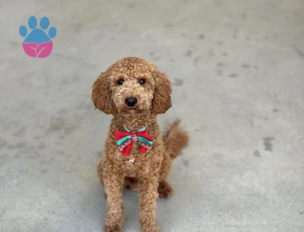 1 yaşında erkek poodle