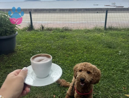 1 yaşında erkek poodle