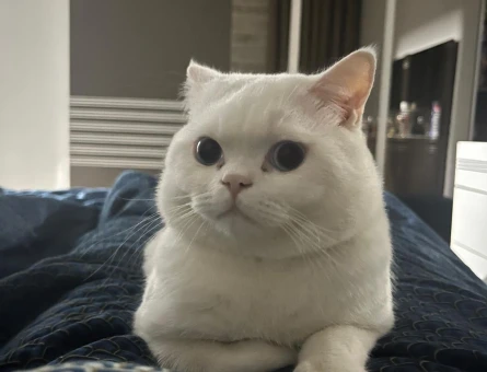British Shorthair Oğlumuza eş arıyoruz - 118981231