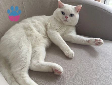 British Shorthair Oğlumuza eş arıyoruz