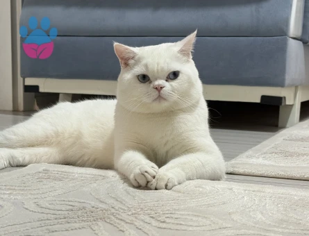 British Shorthair Oğlumuza eş arıyoruz