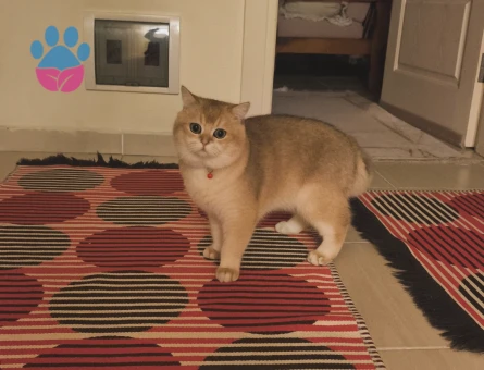 kızgınlıktaki oğluma gelin arıyorum