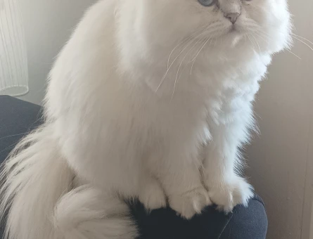 Brisitsh longhair Pamuğa Eş Arıyor - 118981236