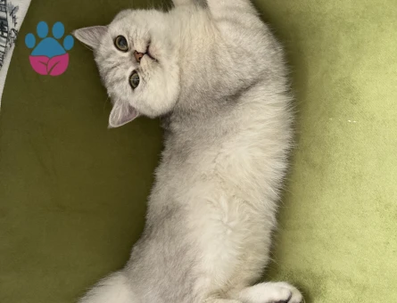 Prensesimize Eş Arıyoruz