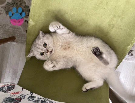 Prensesimize Eş Arıyoruz