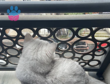 Prensesimize Eş Arıyoruz