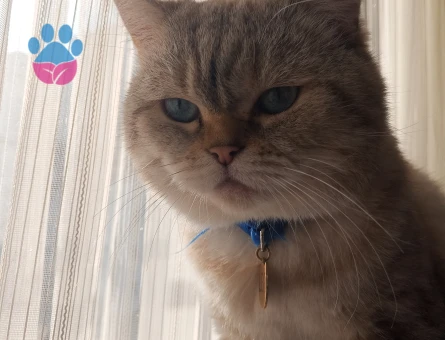 British Kedime Eş arıyorum