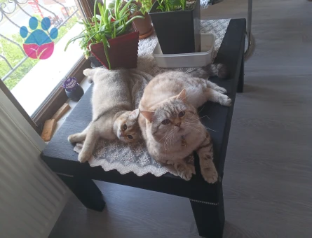 British Kedime Eş arıyorum