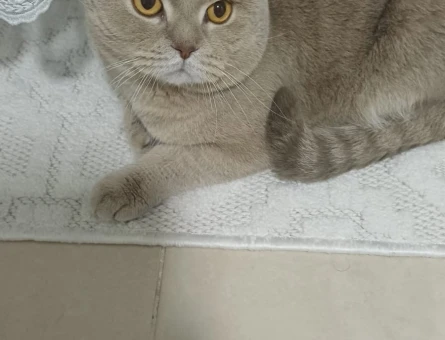 British Shorthair 2 Yaşında Kedim Eş Arıyor - 118981237