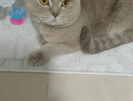 British Shorthair 2 Yaşında Kedim Eş Arıyor
