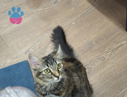 Badem kızımıza damat arıyoruz