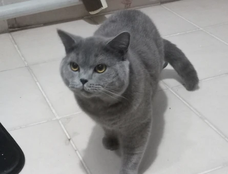 British shorthair 1 Yaşında Eş Arıyor - 118974248