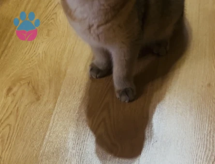 Safkan British Shorthair Golden Kedime Eş Arıyorum