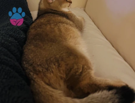 Safkan British Shorthair Golden Kedime Eş Arıyorum