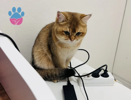 Safkan British Shorthair Golden Kedime Eş Arıyorum