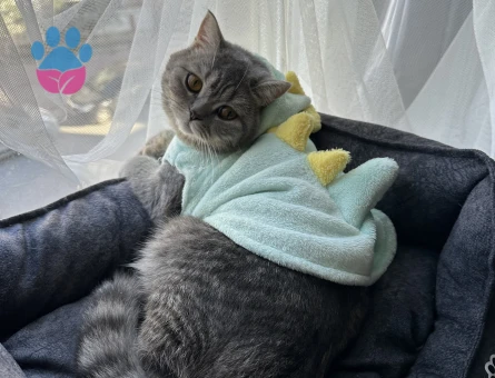 British shorthair kizima es ariyorumm