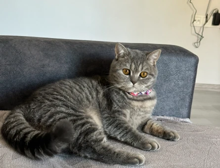 British shorthair kizima es ariyorumm - 118974249