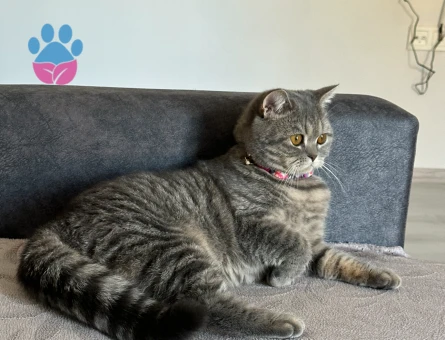 British shorthair kizima es ariyorumm