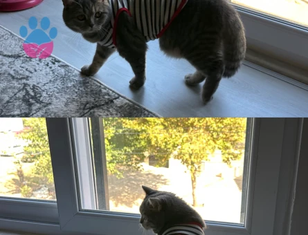 British shorthair kizima es ariyorumm