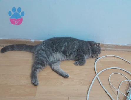 British Shorthair kızıma eş arıyorum