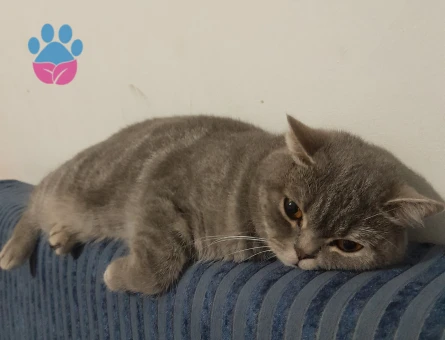 British Shorthair kızıma eş arıyorum