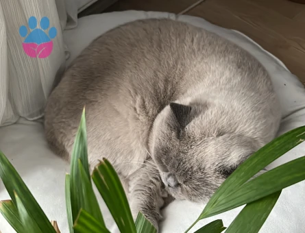 british blue point 3 Yaşında Eş Arıyor