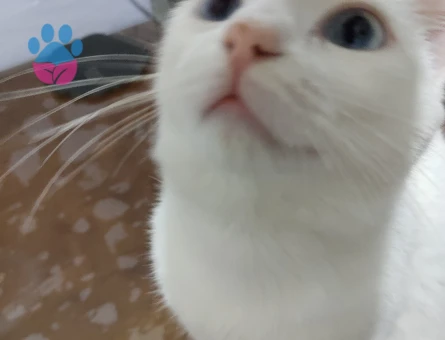 9 aylık dişi Ankara kedime eş arıyorum.