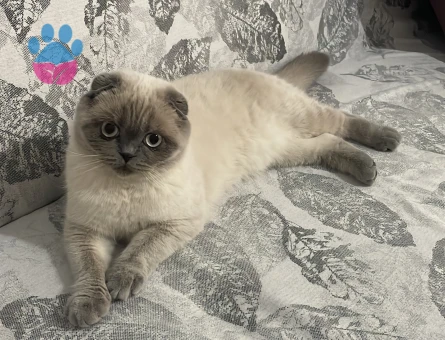 Scootısh fold dişi kedimize eş arıyoruz