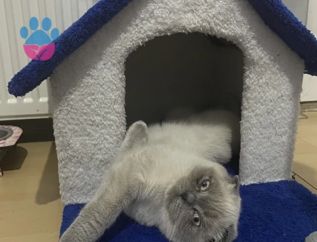 Scootısh fold dişi kedimize eş arıyoruz