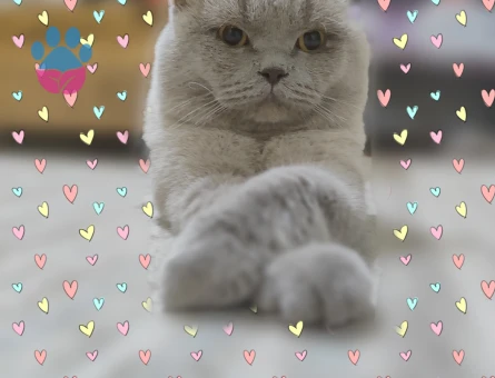 British Shorthair 1 yaşında