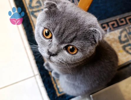 Scottish Fold Shorthair