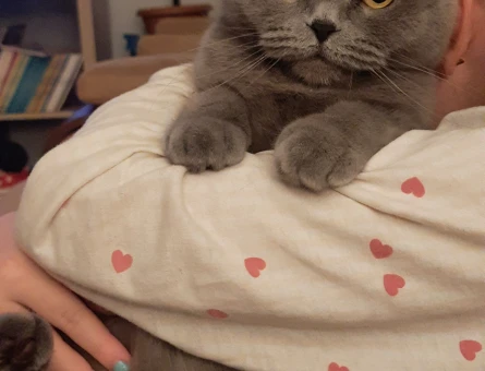 Scottish fold kizimiza es ariyoruz - 118974264