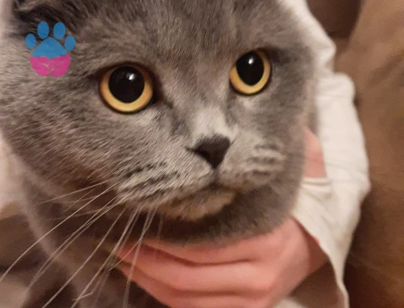Scottish fold kizimiza es ariyoruz