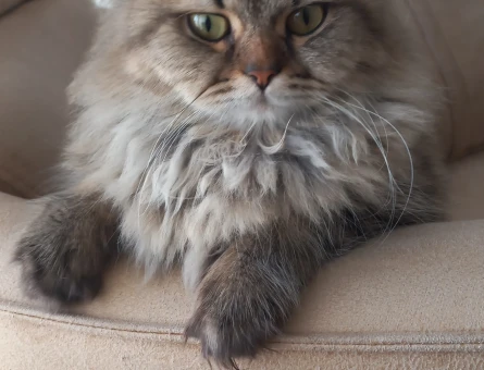 British Longhair Oğlumuza eş arıyoruz - 118974270