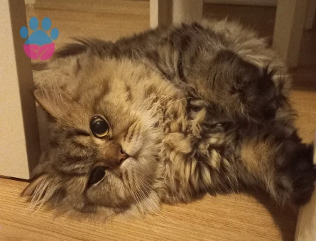 Oğlumuza eş arıyoruz