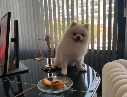 Beyaz Erkek Pomerian Köpeğime Acil Eş - 118974271